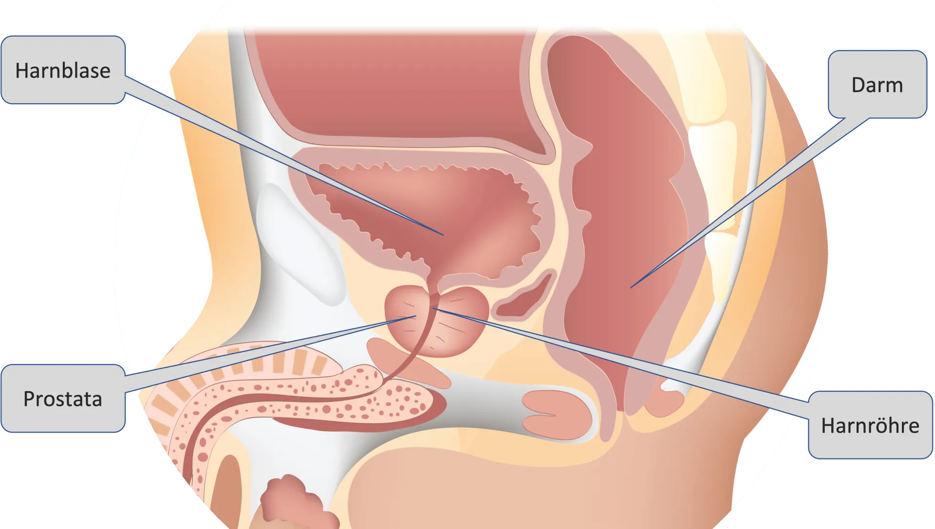 prostata mrt prostata darstellung